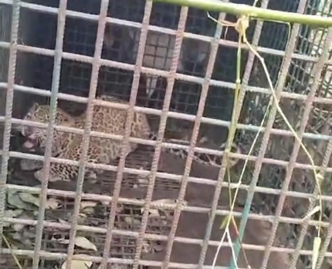 খাঁচা বন্দী হলো পূর্ণবয়স্ক চিতাবাঘ