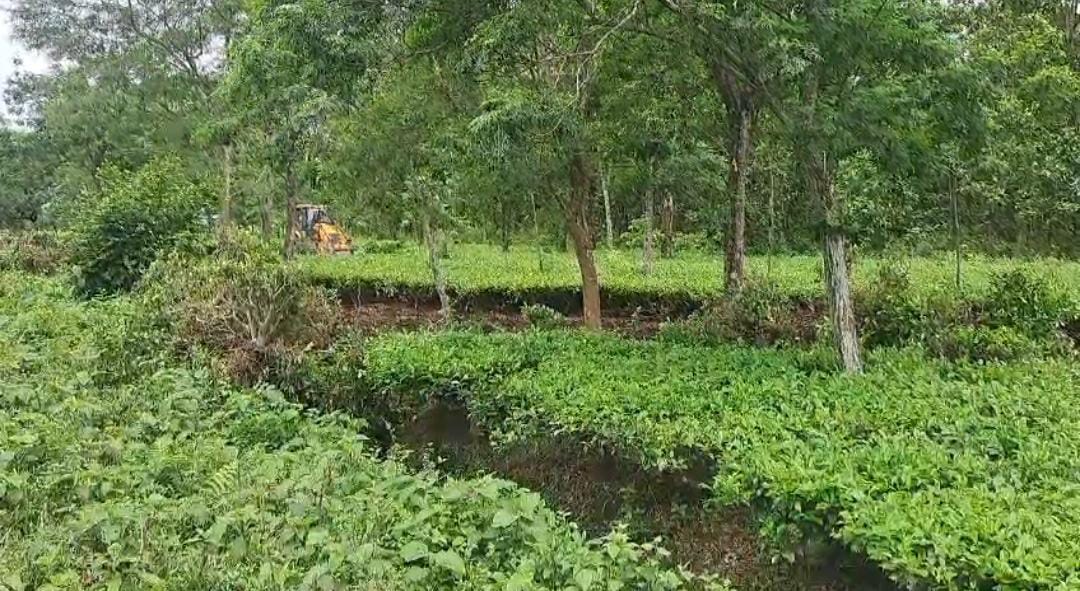 বনদপ্তরের ডাবগ্রাম রেঞ্জ বনদপ্তরের জমি দখলমুক্ত করতে অভিযান চালালো