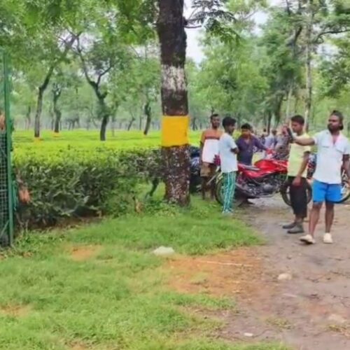 জিতি চা বাগানে খাঁচায় আটকা পড়েছে একটি চিতাবাঘ